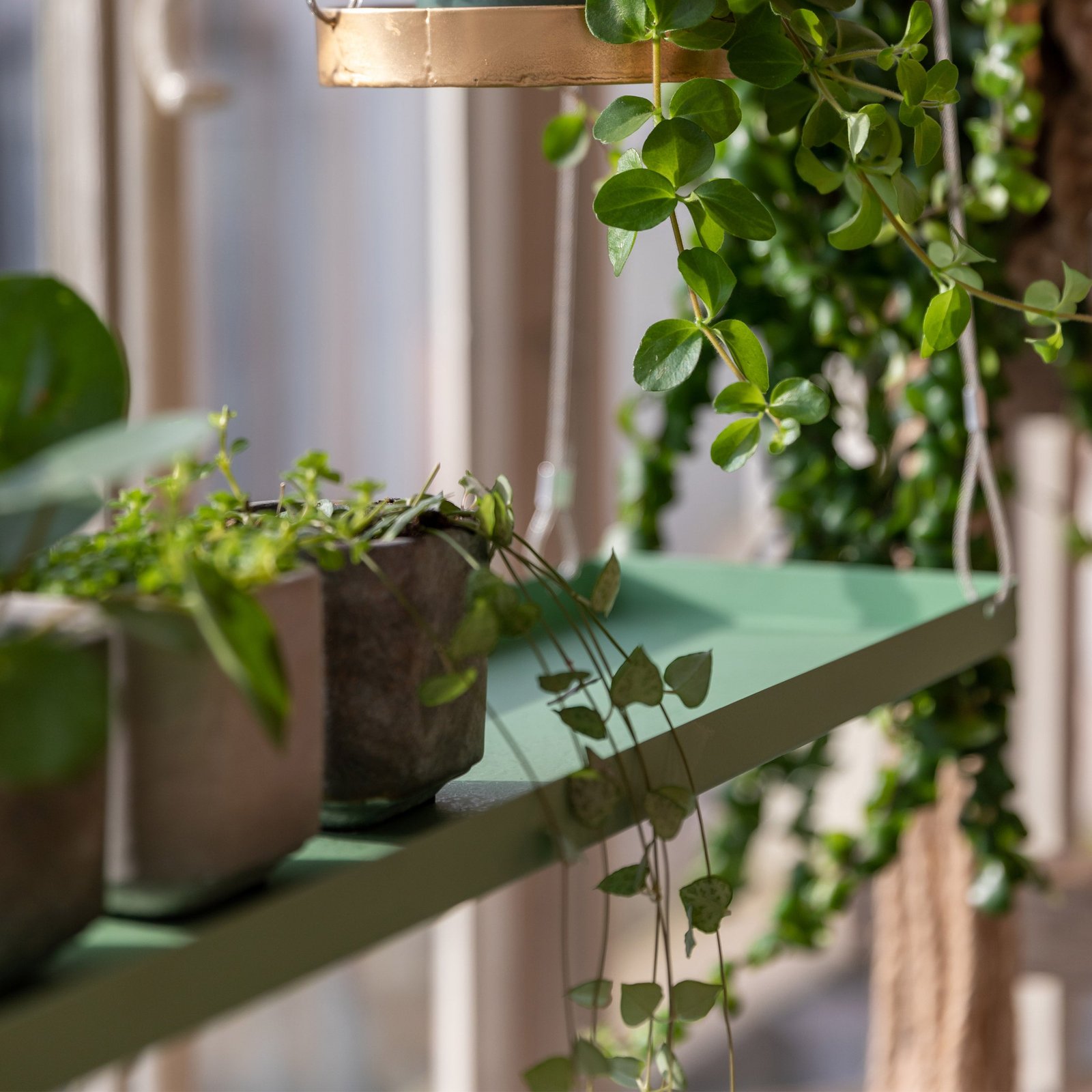 pic_9651_3_610a98256016d.jpg Hanging Plant Tray - Image 7